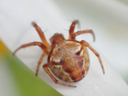 Réf. 221 949 : Araneus sp.